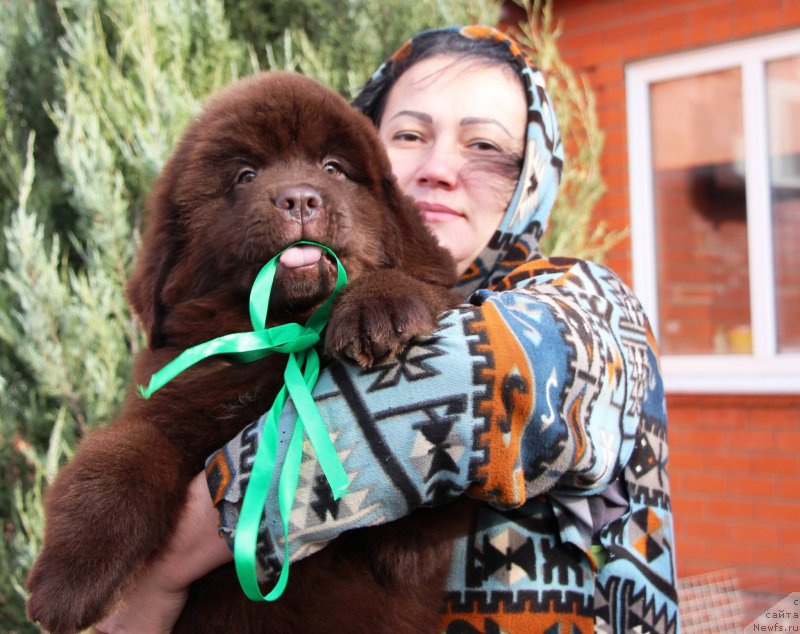 Фото: ньюфаундленд Jemchujina Kubani Kubanskiy Kazak (Жемчужина Кубани Кубанский Казак)