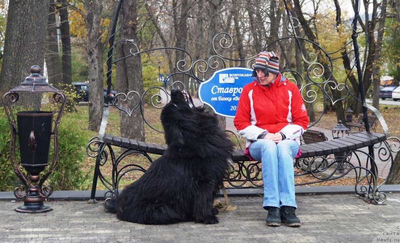 Фото: ньюфаундленд Charuyuschiy Chezario (Чарующий Чезарио), Elena Kirpa (Елена Кирпа)