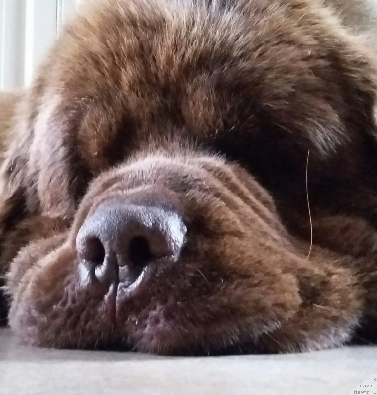 Фото: ньюфаундленд Nobl King May Lord Simba (Нобл Кинг Май Лорд Симба)