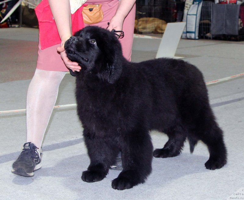 Фотография № 231996