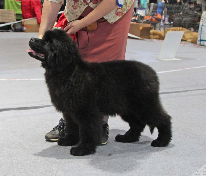 Фотография № 231998