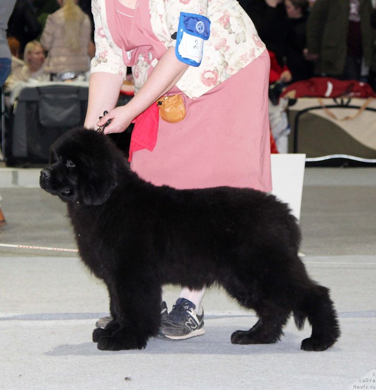 Фотография № 231999