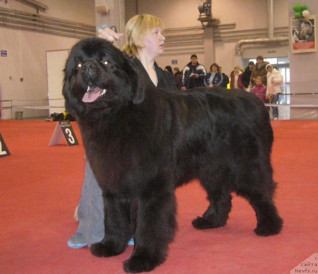 Фото: ньюфаундленд Armani Imperial (Армани Империал)