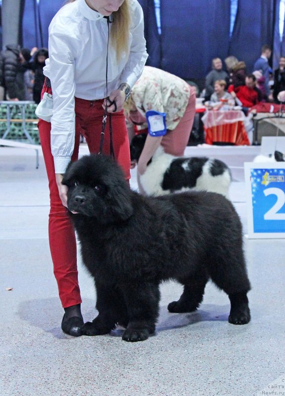 Фотография № 232000