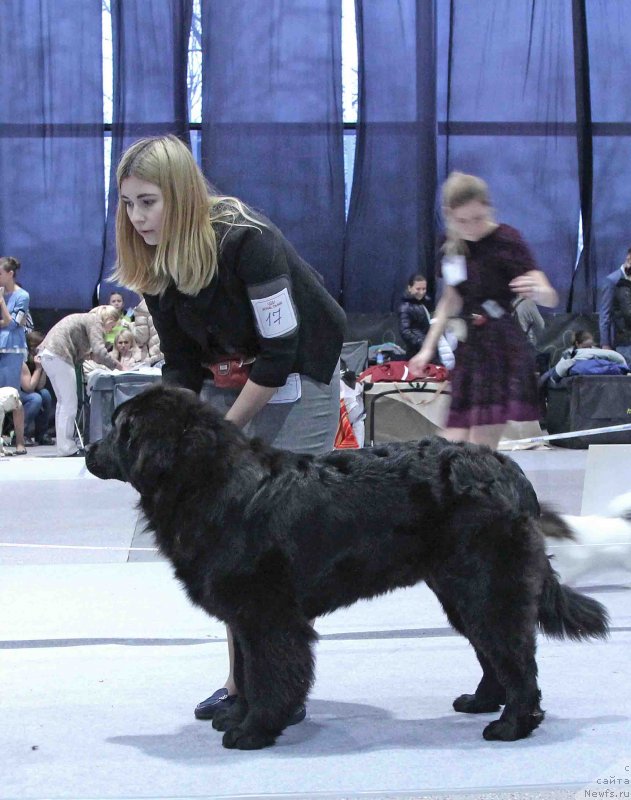 Фото: ньюфаундленд Terra Viktoriya King of ze San (Терра Виктория Кинг оф зе Сан)