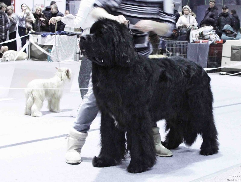 Фото: ньюфаундленд Bridge Over Troubled River (Бридж Овер Траблд Ривер)