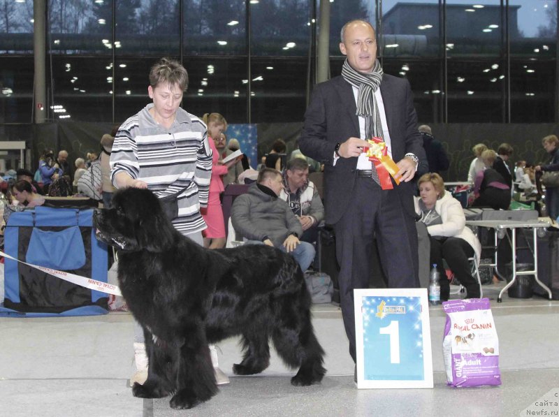 Фото: ньюфаундленд Bridge Over Troubled River (Бридж Овер Траблд Ривер)