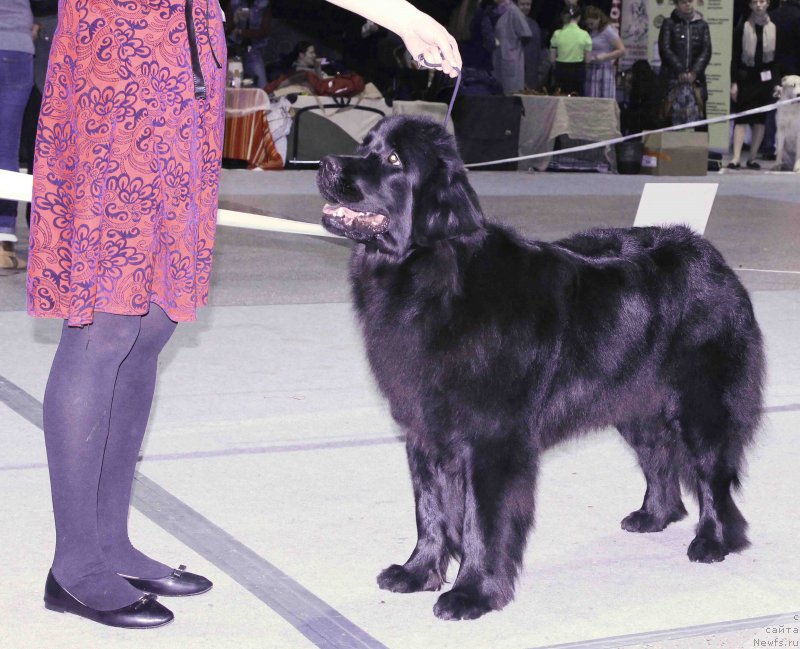 Фотография № 232032