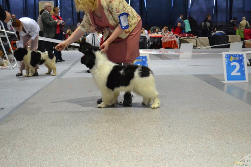 Фотография № 232049