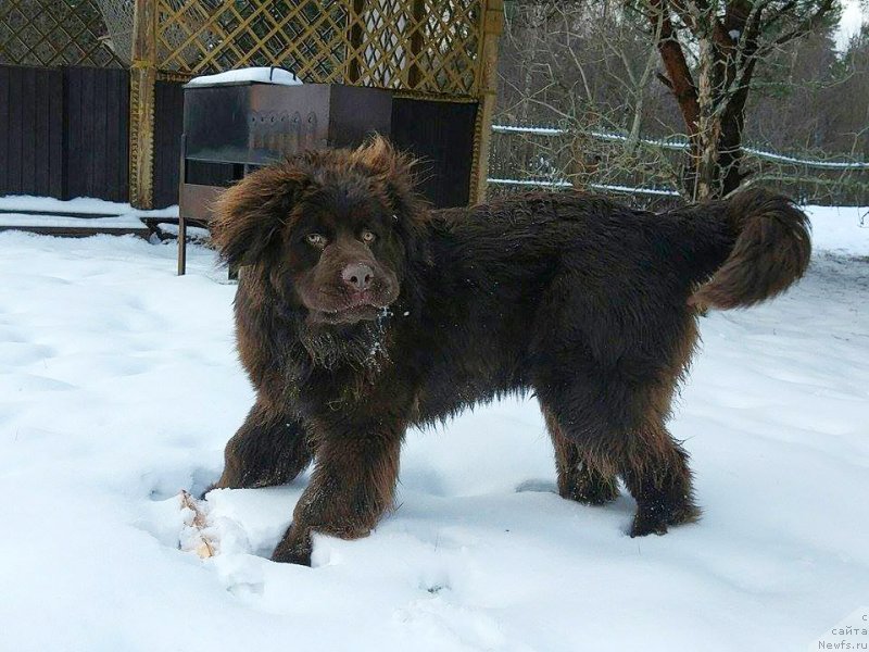 Фото: ньюфаундленд Braunblad MSK Dvayt Garnet (Браунблад МСК Двайт Гарнет)