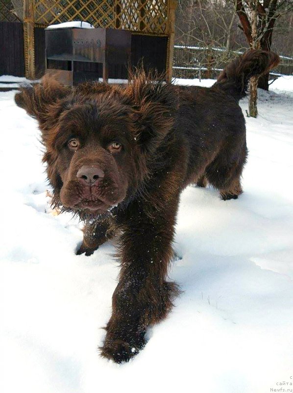 Фото: ньюфаундленд Braunblad MSK Dvayt Garnet (Браунблад МСК Двайт Гарнет)
