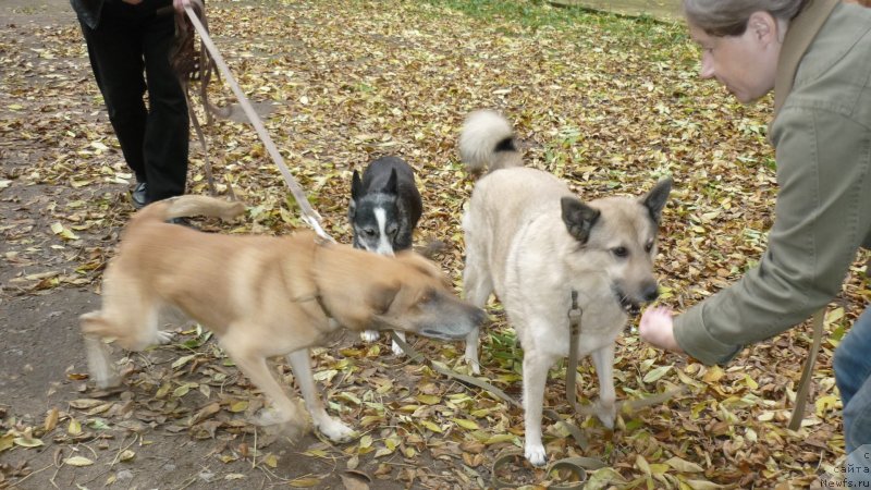 Фотография № 232096