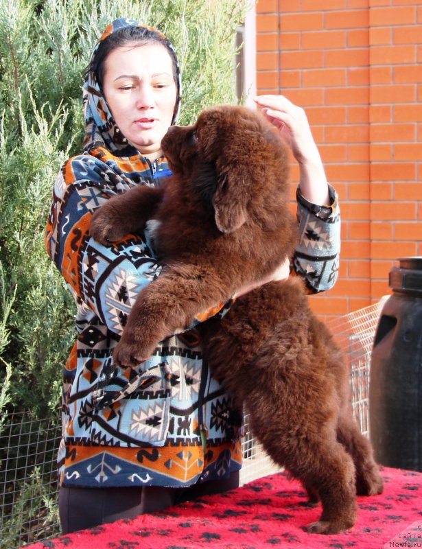 Фото: ньюфаундленд Jemchujina Kubani Knyaz' Krasnodara (Жемчужина Кубани Князь Краснодара)