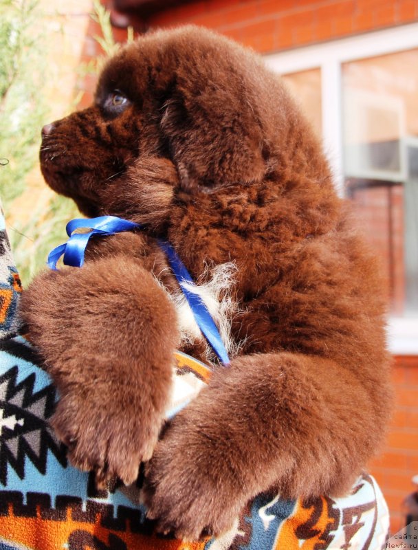 Фото: ньюфаундленд Jemchujina Kubani Knyaz' Krasnodara (Жемчужина Кубани Князь Краснодара)