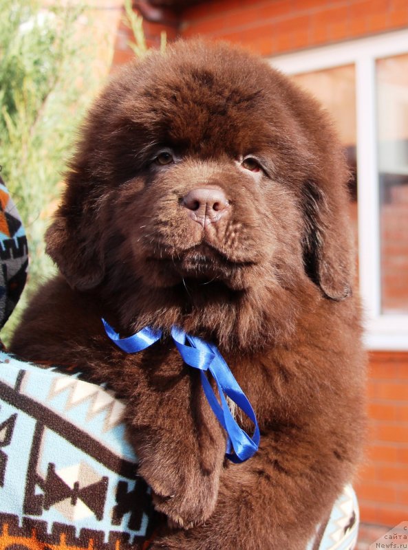 Фото: ньюфаундленд Jemchujina Kubani Knyaz' Krasnodara (Жемчужина Кубани Князь Краснодара)