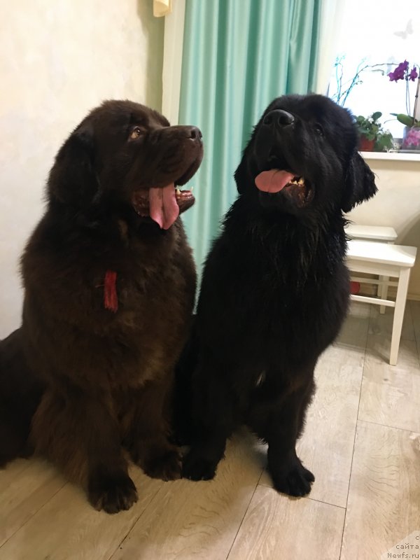 Фото: ньюфаундленд Brownblood MSK Lavy Neman (Браунблад MCК Лави Нэман), ньюфаундленд Nyesh Sollar Vind (Нэш Соллар Винд)