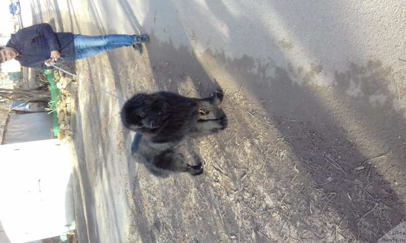 Фото: ньюфаундленд Anariyel' Luchik Udachi (Анариэль Лучик Удачи)