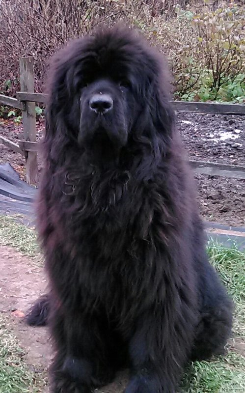 Фото: ньюфаундленд Fann'yuf Germiona Greysful (Фанньюф Гермиона Грейсфул)