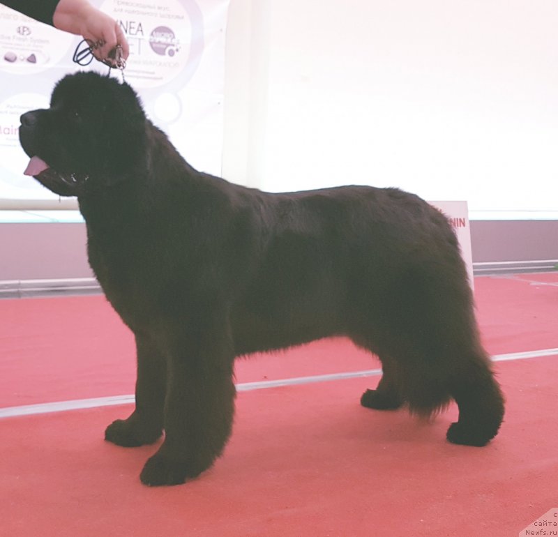 Фотография № 232131