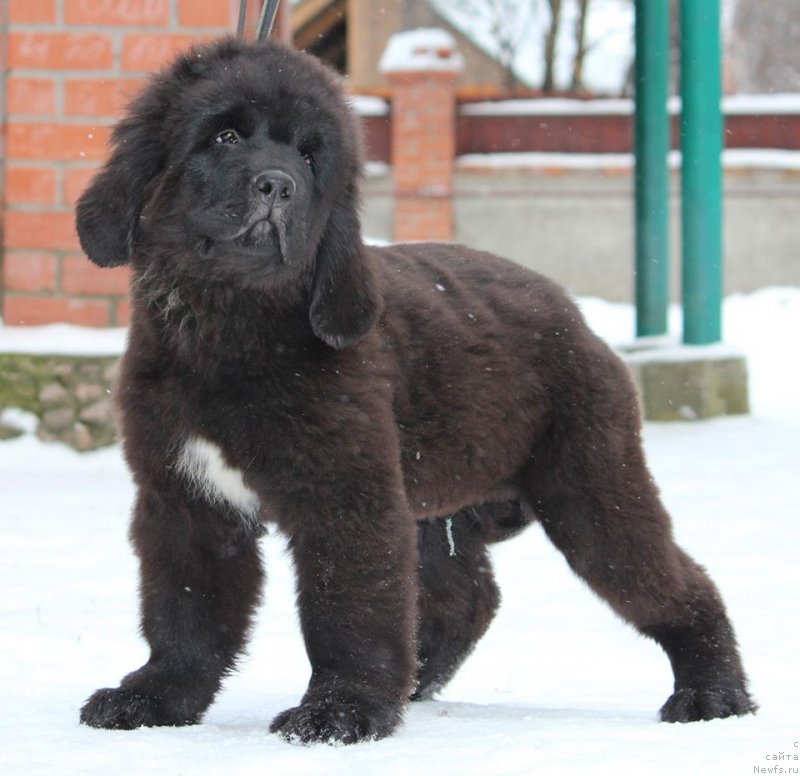 Фотография № 232132