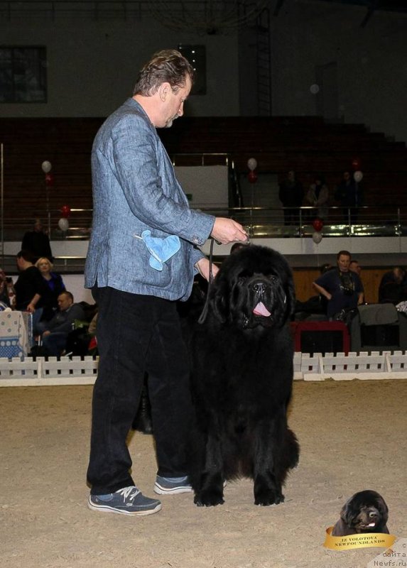 Фото: Viktor Hrischanovich (Виктор Хрищанович), ньюфаундленд I’mnotraising Doubts iz Volotova (И’мнотрэйзинг Дабтс из Волотова)
