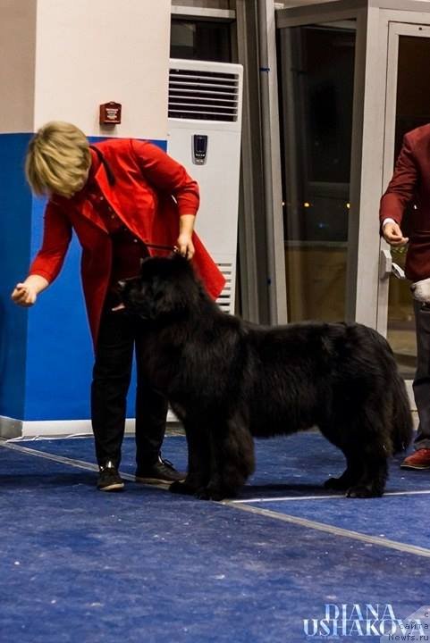 Фото: ньюфаундленд Njufort Karamel Dlya Strazhey Tatarstana (Ньюфорт Карамель для Стражей Татарстана)
