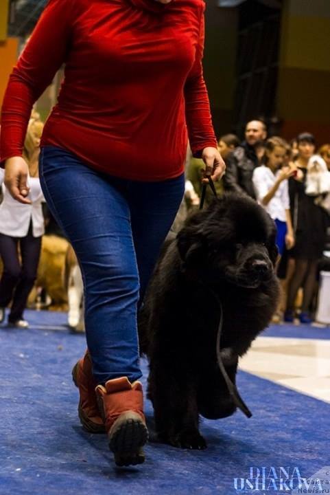 Фото: ньюфаундленд Njufort Karamel Dlya Strazhey Tatarstana (Ньюфорт Карамель для Стражей Татарстана)