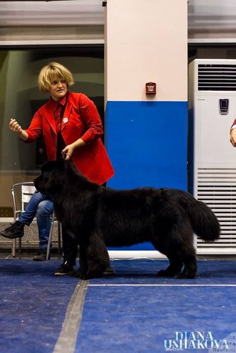 Фото: ньюфаундленд Njufort Karamel Dlya Strazhey Tatarstana (Ньюфорт Карамель для Стражей Татарстана)