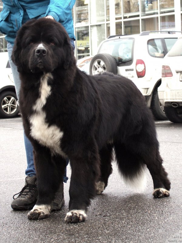 Фотография № 232155