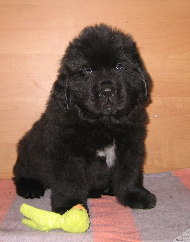 Фото: ньюфаундленд SHtormovaya Volna iz Plemeni Kedra (Штормовая Волна из Племени Кедра)