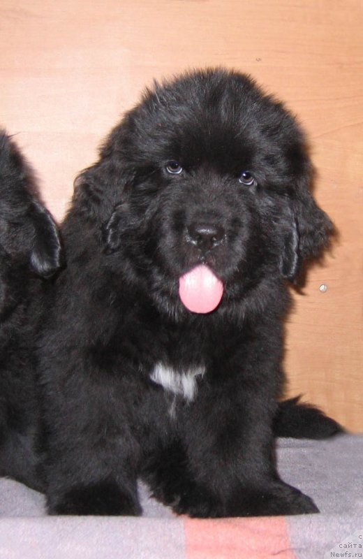 Фото: ньюфаундленд SHef an SHef iz Plemeni Kedra (Шеф ан Шеф из Племени Кедра)