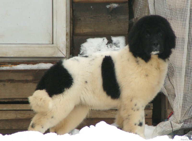 Фото: ньюфаундленд Snou Viking B'yuti (Сноу Викинг Бьюти)