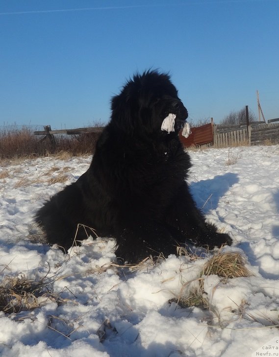 Фото: ньюфаундленд N'yufort Carica Nochi (Ньюфорт Царица Ночи)