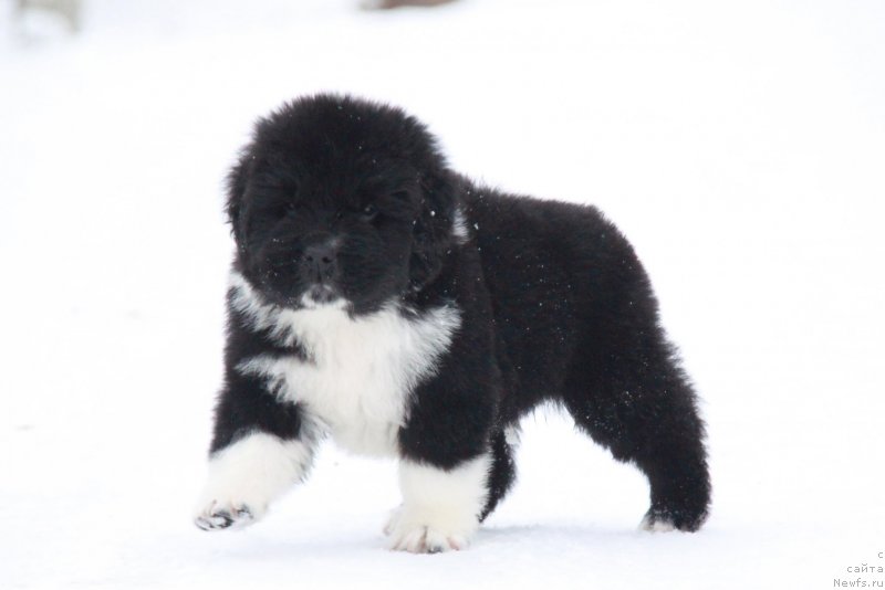 Фото: АС (Ф), кобель белая лента.