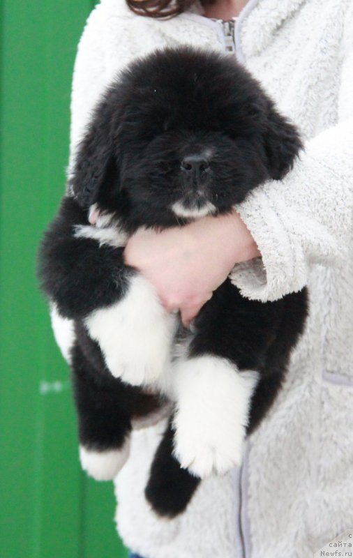 Фото: АС (Ф), кобель белая лента.