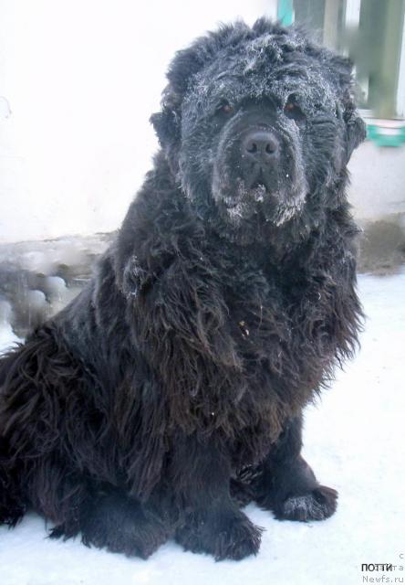 Фото: ньюфаундленд Yunspotid Hay iz Medvejyego Yara (Юнспотид Хай Из Медвежьего Яра)