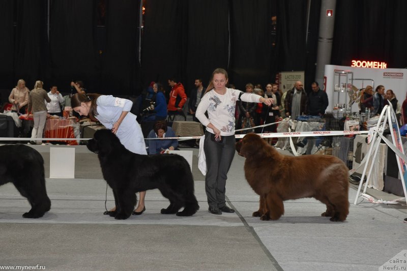 Фото: ньюфаундленд Chernyi Sharm Angel'skaya Krasota (Черный Шарм Ангельская Красота)