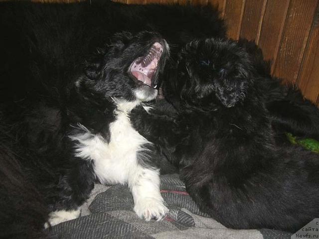 Фото: ньюфаундленд Super Bizon Gera (Супер Бизон Гера), ньюфаундленд Super Bizon Gregori Greg (Супер Бизон Грегори Грег)
