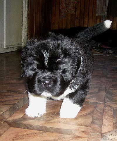 Фото: ньюфаундленд Super Bizon Gudvin (Супер Бизон Гудвин)