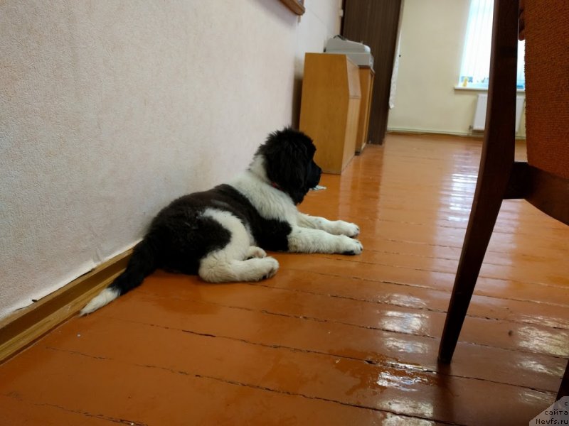 Фотография № 232249