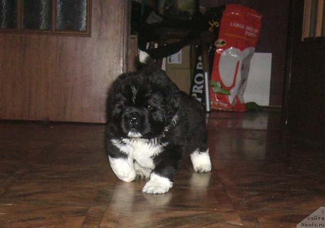 Фото: ньюфаундленд Super Bizon Gudvin (Супер Бизон Гудвин)