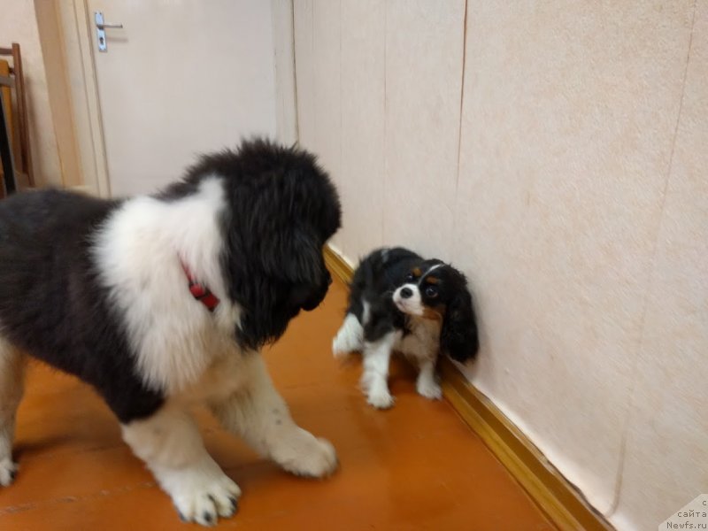 Фотография № 232250