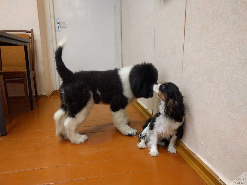 Фотография № 232251