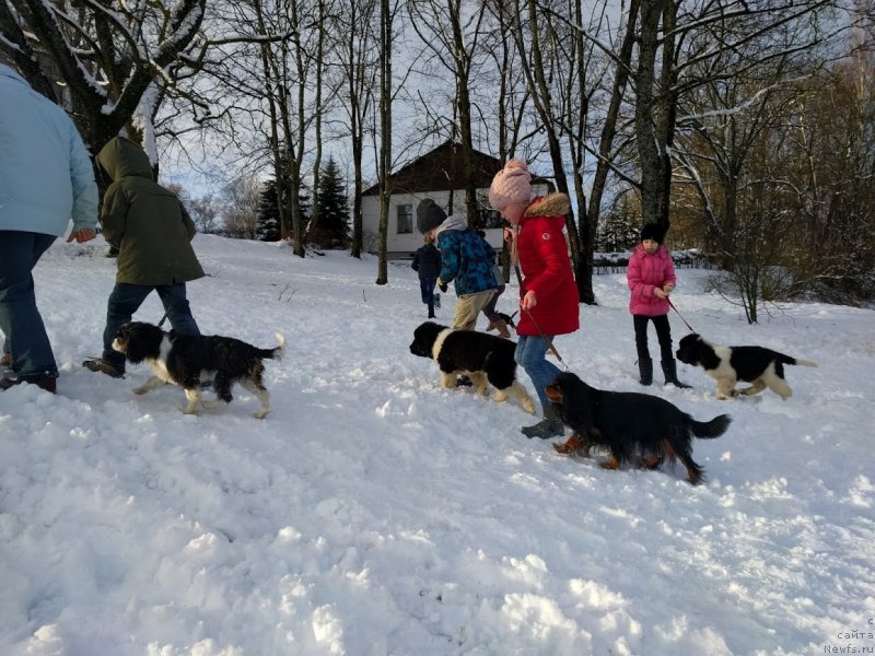 Фото: ньюфаундленд Super Premium YUliy Cezar' (Супер Премиум Юлий Цезарь), ньюфаундленд Super Premium Yasmine (Супер Премиум Юасмине)