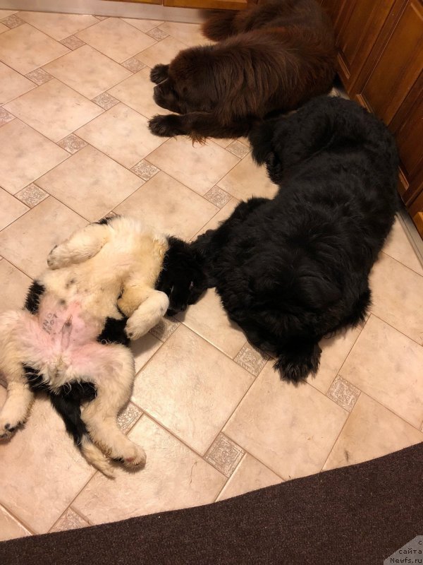 Фото: ньюфаундленд Super Premium YUliy Cezar' (Супер Премиум Юлий Цезарь)