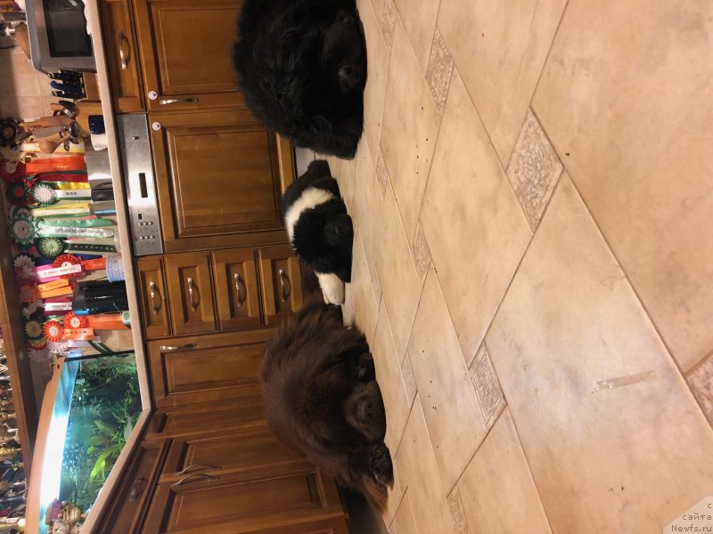 Фотография № 232258