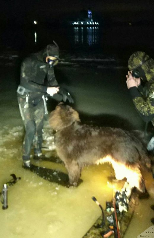 Фото: ньюфаундленд Braunblad MSK Dvayt Garnet (Браунблад МСК Двайт Гарнет)