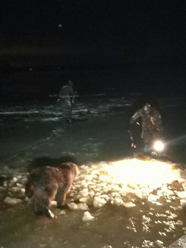 Фото: ньюфаундленд Braunblad MSK Dvayt Garnet (Браунблад МСК Двайт Гарнет)