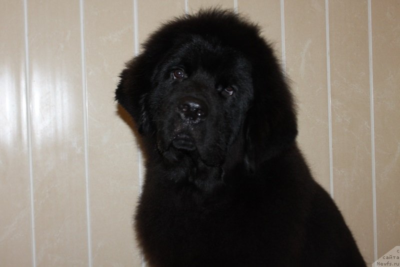 Фотография № 232266