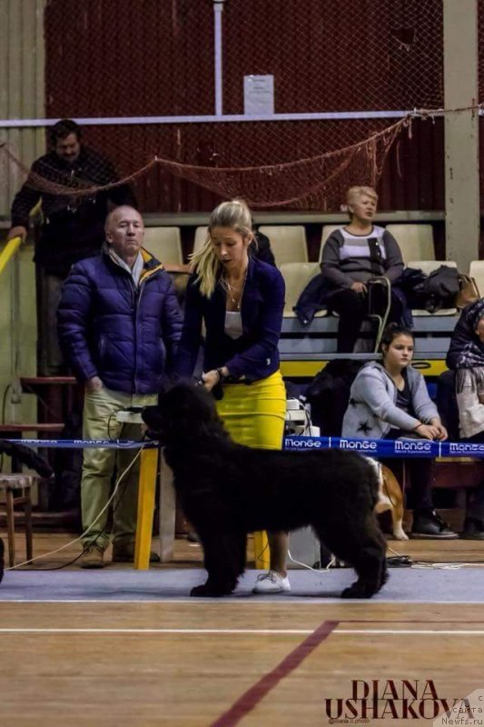Фото: ньюфаундленд Ludvig Andreas fon Feyerbah (Людвиг Андреас фон Фейербах)